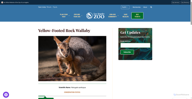 Security scan screenshot of https://lazoo.org/explore-your-zoo/our-animals/mammals/yellow-footed-rock-wallaby/