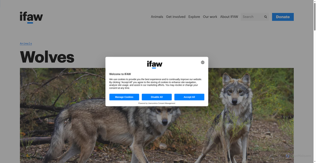 Security scan screenshot of https://www.ifaw.org/animals/wolves