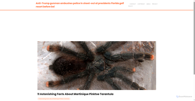 Security scan screenshot of https://ceritamodernstories-dpkbqqgk6sp8.edgeone.app/11-astonishing-facts-about-martinique-pinktoe-tarantula.html