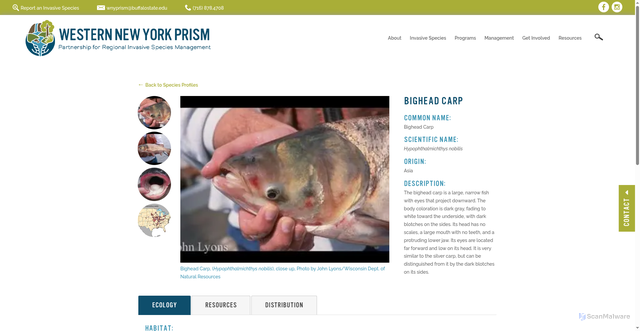 Security scan screenshot of https://www.wnyprism.org/invasive_species/bighead-carp/