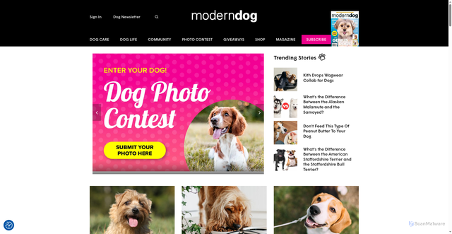 Security scan screenshot of https://moderndogmagazine.com/