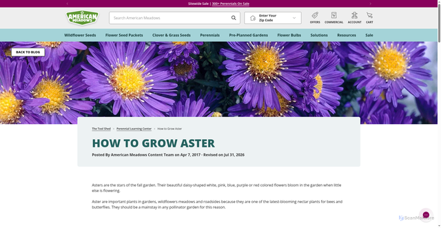 Security scan screenshot of https://www.americanmeadows.com/blogs/perennials/how-to-grow-aster?srsltid=AfmBOooJqe3ZXy3IJ8ssSNMbT2rYrgKc-xc2Oj5anT_rA-ON0jXWw5t8