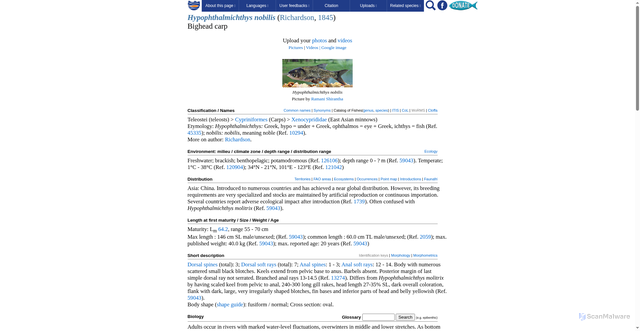 Security scan screenshot of https://www.fishbase.se/summary/Hypophthalmichthys-nobilis