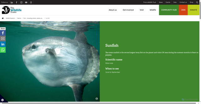 Security scan screenshot of https://www.wildlifetrusts.org/wildlife-explorer/marine/fish-including-sharks-skates-and-rays/sunfish