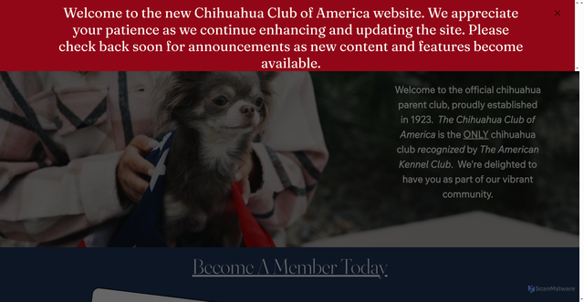 Security scan screenshot of https://www.chihuahuaclubofamerica.org/