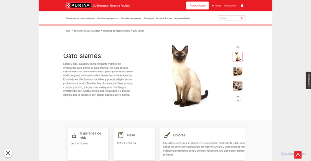 Security scan screenshot of https://www.purina.es/encuentra-mascota/razas-de-gato/siames