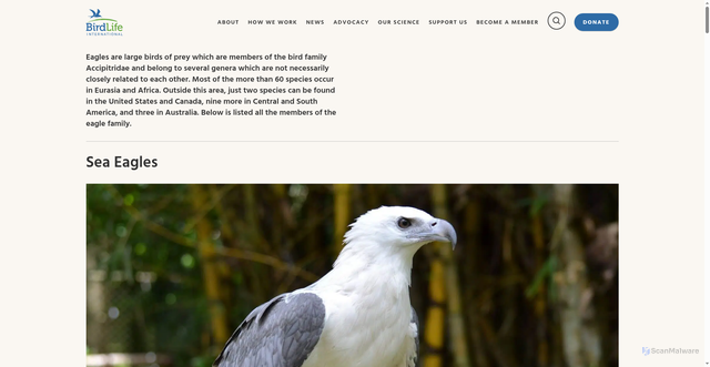 Security scan screenshot of https://www.birdlife.org/list-of-eagle-species/