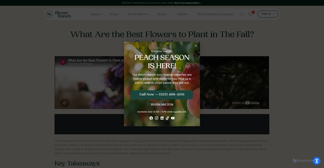 Security scan screenshot of https://bloomranchofacton.com/pages/what-are-the-best-flowers-to-plant-in-the-fall-great-autumn-garden-plant-and-blooms?srsltid=AfmBOooaQyPPdfeElkwd2qkTtXxUJrkto1iyPb9_eHY7v_fkVqdbba_Y