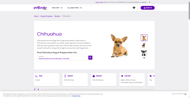 Security scan screenshot of https://www.petfinder.com/dogs-and-puppies/breeds/chihuahua/